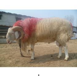 育肥羊爆料视频播放下载,育肥羊视频播放下载背后的惊人真相 第3张 育肥羊爆料视频播放下载,育肥羊视频播放下载背后的惊人真相 第3张