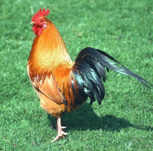 坏鸡爪子爆料视频下载,下载背后的真相与争议 第2张 坏鸡爪子爆料视频下载,下载背后的真相与争议 第2张